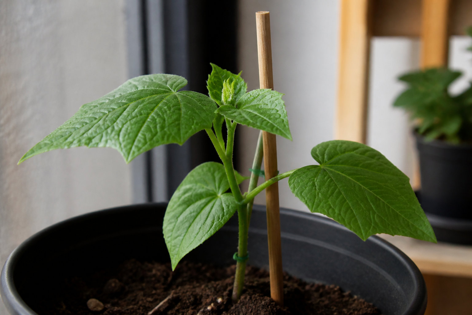 Soins du jeune plant et contrôle de la végétation